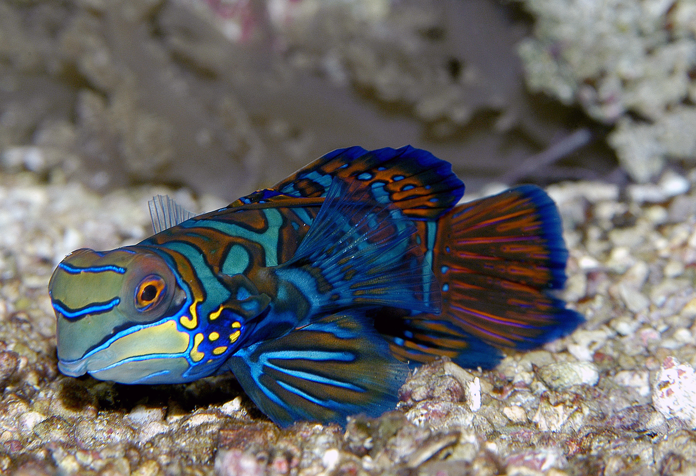 06 Poisson mandarin Synchiporus splendidus M. Dagnino