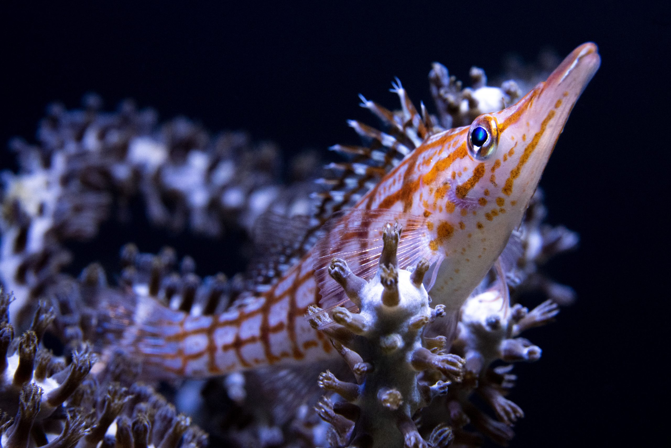 13_Poisson-faucon-à-long-nez_M_Dagnino