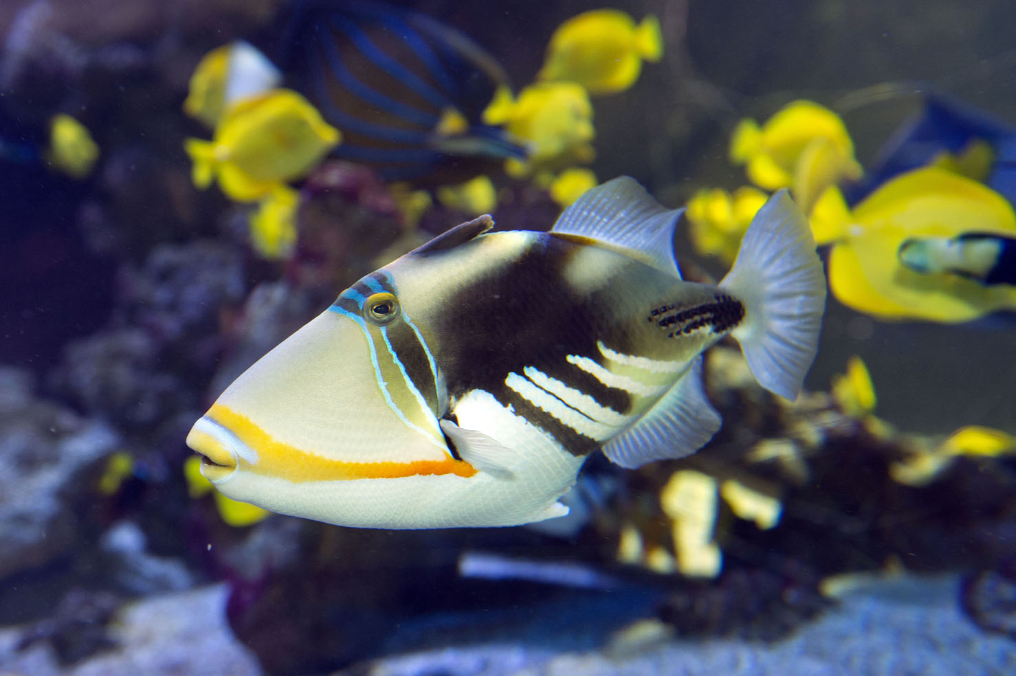 LOW03_Poissson-Picasso-Rhinecanthus-aculeatus_M_Dagnino