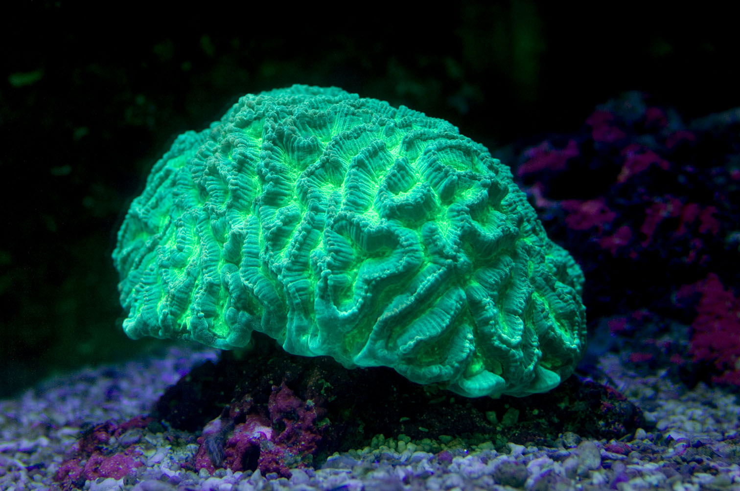01 Corail fluo M. Dagnino