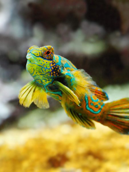 3-1-1-Poisson mandarin © Musée océanographique de Monaco – Thierry Ameller