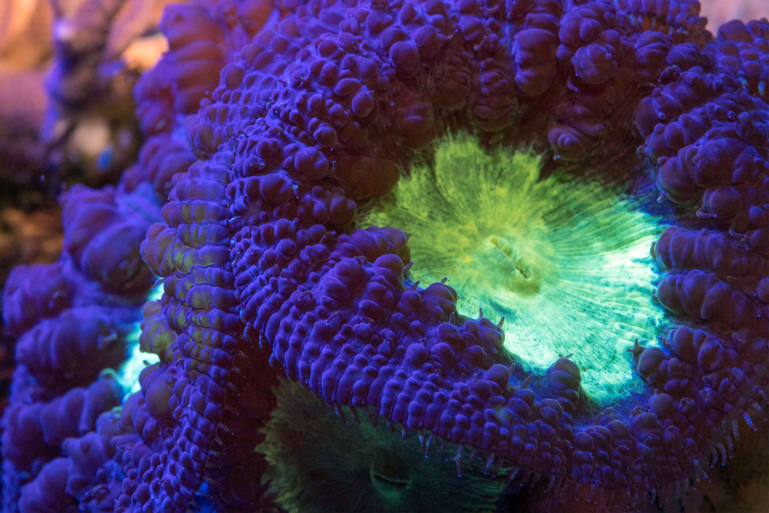 3-1-19_Corail-fluo_M_Dagnino