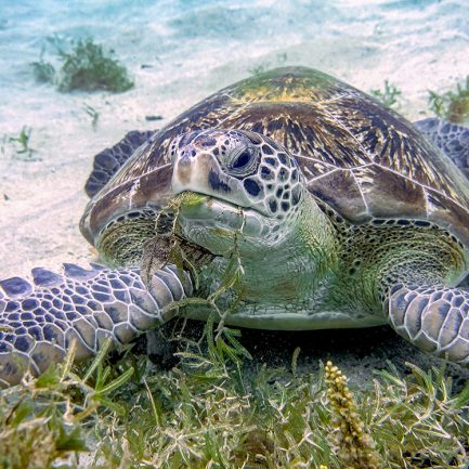 tortue verte ©Fabien Lefebvre Explorations de Monaco
