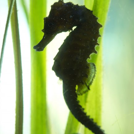 01_Hippocampe-moucheté-Hippocampus-guttulatus_M_Dagnino