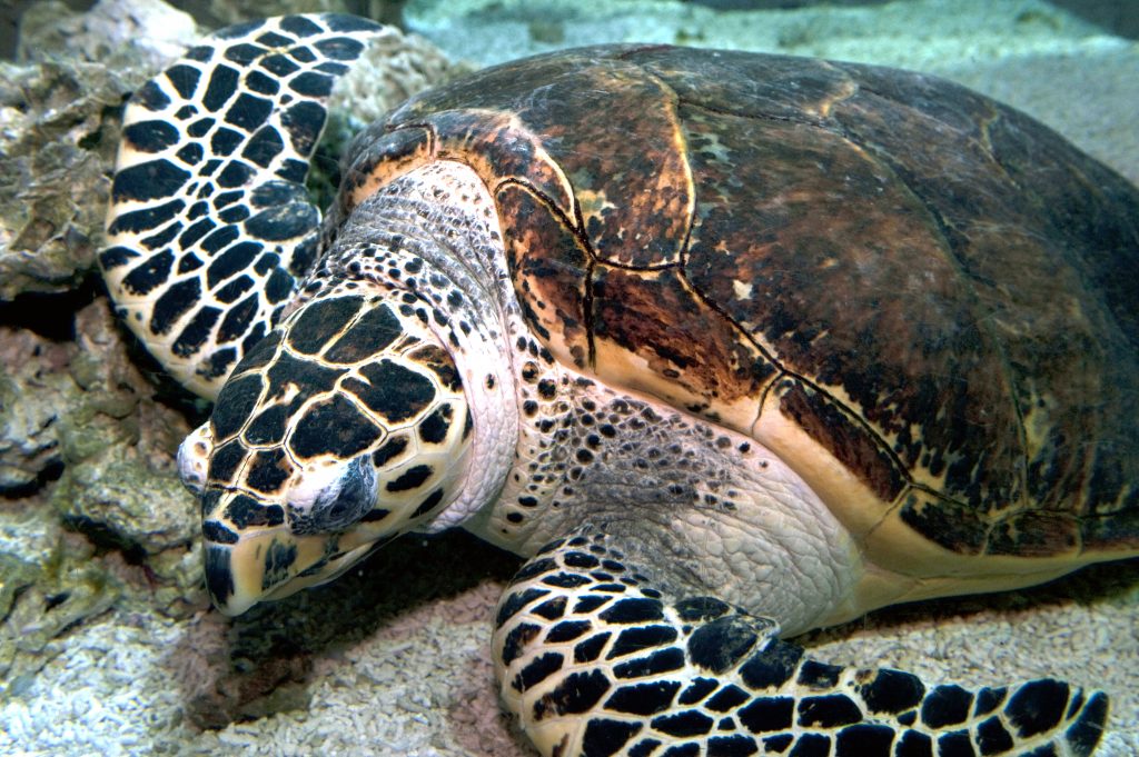 02 Tortue imbriquée Eretmochelys imbricata M. Dagnino