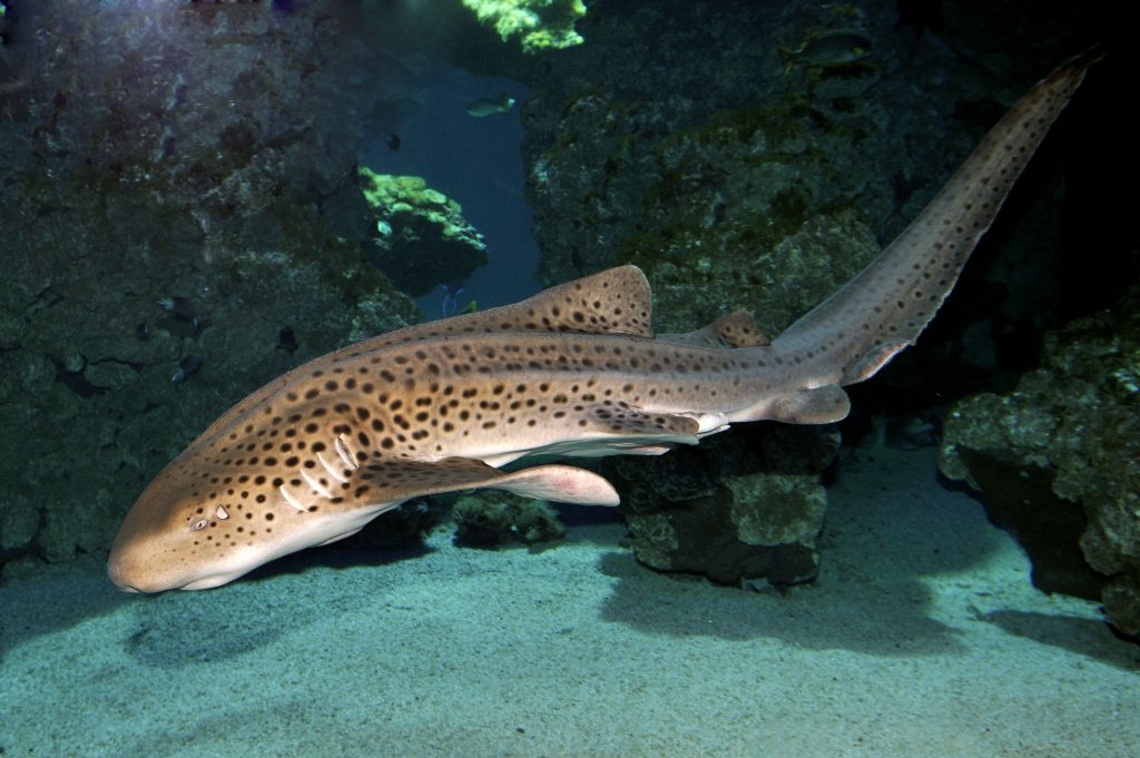 04 Requin zèbre Stegostoma fasciatum M. Dagnino