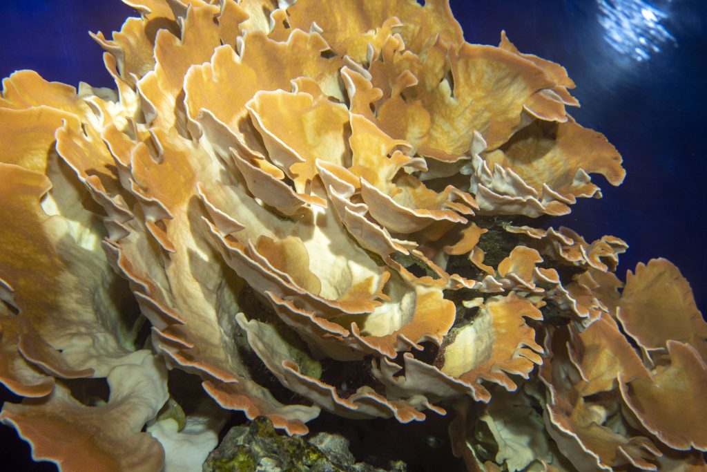 04_Corail-Montipora_M_Dagnino