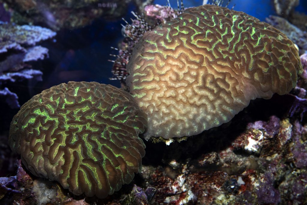 05_Corail-Goniastrea-sp_M_Dagnino
