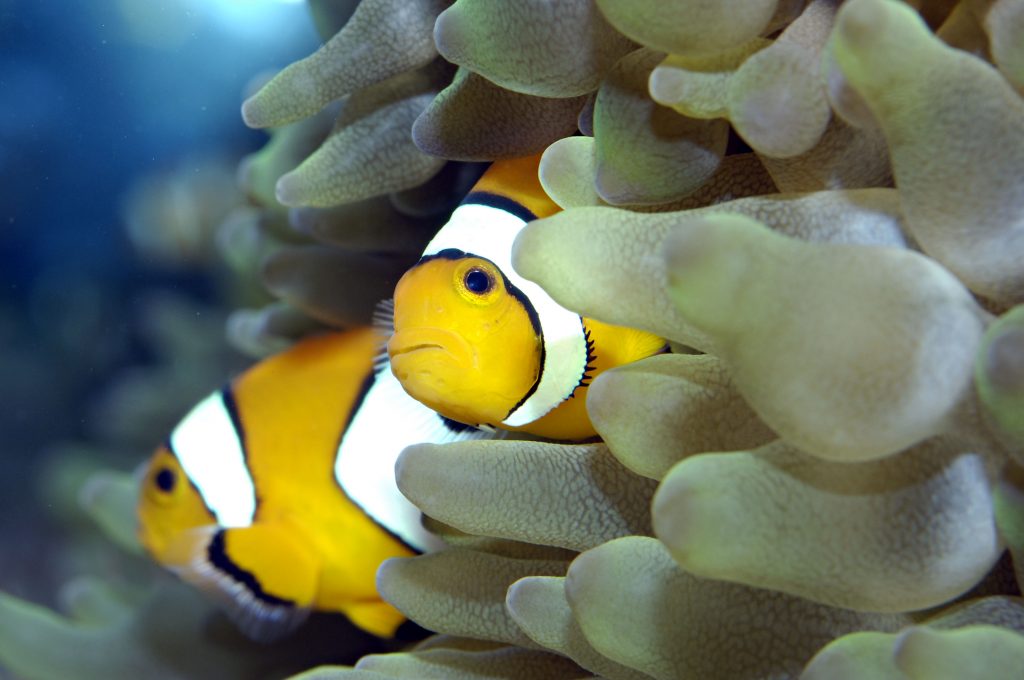 07_Poisson-clown-Amphiprion-ocellaris-avec-anémone_M_Dagnino