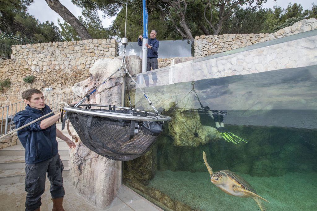 Le centre de soin sera un espace de médiation environnementale
Les tortues, baromètres de l’état de santé des océans subissent la plupart des pressions que l’homme exerce sur l’océan, des côtes à la haute mer : urbanisation, surpêche et prises accidentelles, collisions, pollutions ou encore accumulation de plastique.
Le destin des tortues est entre nos mains
Les tortues ont été capables de s’adapter à des évolutions importantes du climat et des milieux marin et côtier depuis 150 millions d’années. Aujourd’hui, nous imposons des changements bien plus rapides et leur sort dépendra de notre capacité à leur laisser une place sur les côtes et à gérer nos activités pour préserver l’océan.
Le centre de soins
S’appuie sur l’expérience du Musée océanographique pour secourir, soigner et relâcher les tortues marines, il permettra de développer notre capacité d’intervention, en appui avec les services locaux (affaires maritimes, capitainerie, pompiers…) Et s’inscrit dans un réseau méditerranéen de soin des tortues, en partenariat avec le Réseau Tortues de la Méditerranée Française, le Centre d’études et de sauvegarde des tortues marines de Méditerranée.
Réalisé dans le prolongement du Musée, en bordure des Jardins St Martin, ce centre sera central pour venir au secours de tortues blessées à Monaco et dans la région.
Si le chantier se déroule comme prévu, ce centre pourra ouvrir dès 2018. Il sera composé d'une clinique de soins et d'un bassin de convalescence. Ce dernier, situé en plein air, sera intégré dans la visite du Musée. Tout en permettant aux tortues soignées de se remettre en toute tranquilité et sous étroite surveillance, les visiteurs pourront observer ces animaux et ainsi être sensibilisés à leur fragilité.
Véritable outil d'animation et de médiation, la clinique et le grand bac à tortues seront utilisés pour inciter les visiteurs du Musée à agir concrètement, dans leur q