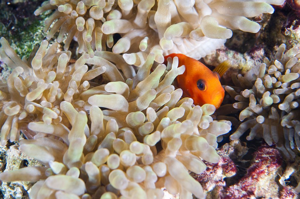 15_Poisson-clown-Amphiprion-ocellaris-avec-anémone_M_Dagnino