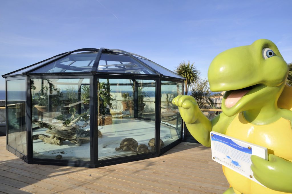 Accueillies au Musée océanographique de Monaco dans le cadre d’un tout nouvel aménagement de la terrasse ouest du Musée. En effet, le Musée ouvre ses portes sur 600m² d’un espace de détente destiné aux enfants et aux familles, créant ainsi un nouveau pôle d’attraction tout en améliorant la qualité d’accueil de ses visiteurs.
Pour découvrir en s’amusant, connaître le monde qui nous entoure et respecter la nature, ces tortues terrestres du Mali (3ème plus grosse tortue terrestre au monde) seront présentées au public au sein d’une bulle géante spécialement créée pour elles. En plus des animations pédagogiques prévues, la nouvelle terrasse du Musée proposera également des jeux liés au thème de la mer pour les jeunes enfants ; ainsi qu’une zone de détente.
Son aire de répartition géographique comprend une bande de 500 kms de large, entre le Sénégal et l’Ethiopie (Mauritanie, Sénégal, Mali, Niger, Nigeria, Centrafrique,Tchad, Soudan, Ethiopie).Son nom de tortue « sillonnée » vient des sillons profonds visibles sur ses écailles.
Sa particularité est de creuser des terriers pour se protéger de la chaleur l’été (elle estive pendant les fortes chaleurs) et des nuits froides en hiver (hibernation). Sa morphologie correspond à une tortue fouisseuse : des sillons très marqués, des pattes armées de gros tubercules, une carapace massive et plate, et une tête solidement charpentée et triangulaire. L’été, elle passe les journées chaudes au fond de son terrier (qui peut atteindre 10 mètres de longueur) et l’hiver elle se protège des nuits froides également au fond de son terrier.