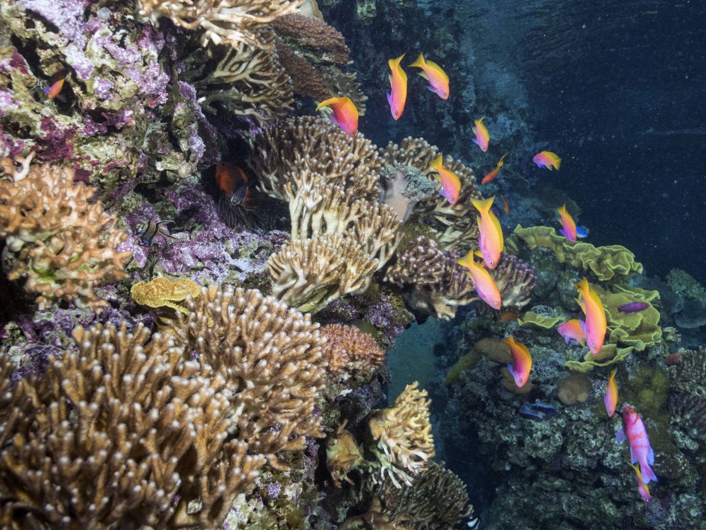 Articulée autour d’un grand bac de 450.000 litres d’eau, qui reconstitue fidèlement un écosystème corallien vivant, la zone tropicale vous dévoile la vie mouvementée du récif et de ses habitants. Des formes et des couleurs enchanteresses !Le récif corallien est le théâtre d’une vie foisonnante. Une multitude d’espèces s’y côtoient et s’associent pour se protéger, éliminer des parasites ou s’alimenter. Un comportement instinctif que nos pensionnaires reproduisent dans nos bassins, où ils évoluent en harmonie dans un milieu similaire à leur environnement naturel.De l’algue microscopique au grand prédateur, chacun joue son rôle et contribue à l’équilibre de l’écosystème. Venez observer le redoutable poisson-pierre aux aiguillons mortels, les poissons rasoirs, les poissons clown cachés dans leurs anémones, l'attachant poisson-coffre jaune ou encore l’inquiétante murène. Un spectacle permanent !