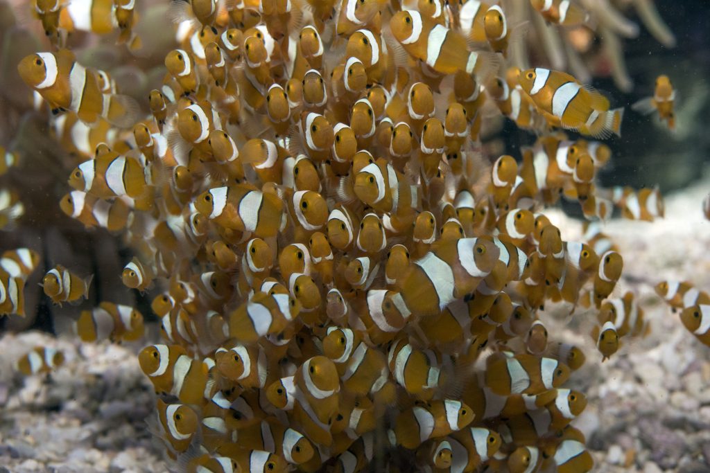 31_Poisson-clown-juvénile-Amphiprion-ocellaris_M_Dagnino