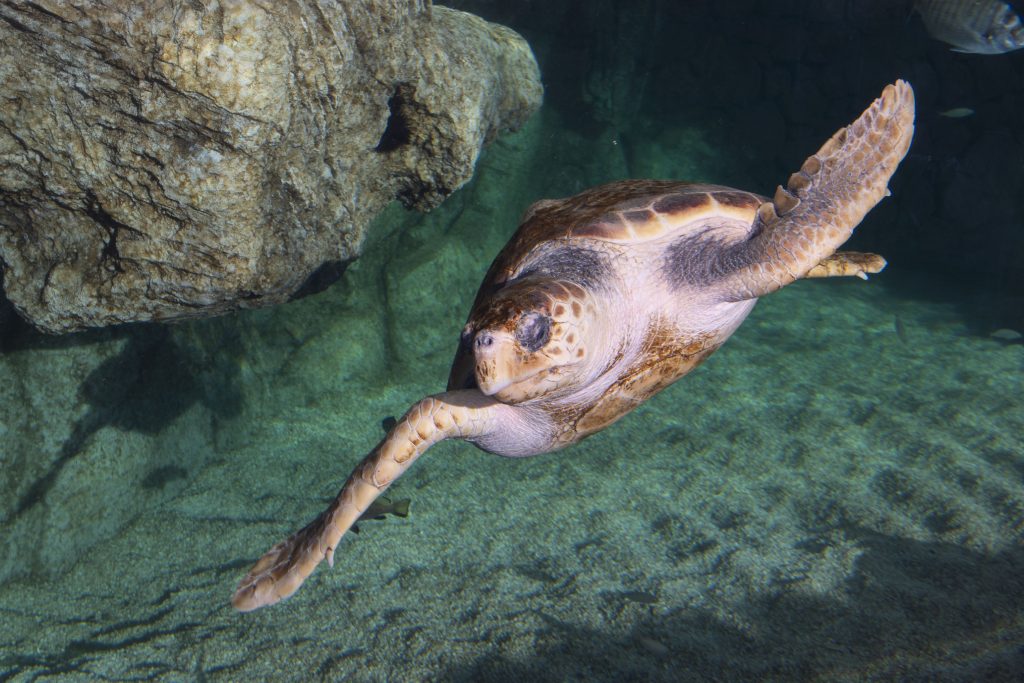 Le centre de soin sera un espace de médiation environnementale
Les tortues, baromètres de l’état de santé des océans subissent la plupart des pressions que l’homme exerce sur l’océan, des côtes à la haute mer : urbanisation, surpêche et prises accidentelles, collisions, pollutions ou encore accumulation de plastique.
Le destin des tortues est entre nos mains
Les tortues ont été capables de s’adapter à des évolutions importantes du climat et des milieux marin et côtier depuis 150 millions d’années. Aujourd’hui, nous imposons des changements bien plus rapides et leur sort dépendra de notre capacité à leur laisser une place sur les côtes et à gérer nos activités pour préserver l’océan.
Le centre de soins
S’appuie sur l’expérience du Musée océanographique pour secourir, soigner et relâcher les tortues marines, il permettra de développer notre capacité d’intervention, en appui avec les services locaux (affaires maritimes, capitainerie, pompiers…) Et s’inscrit dans un réseau méditerranéen de soin des tortues, en partenariat avec le Réseau Tortues de la Méditerranée Française, le Centre d’études et de sauvegarde des tortues marines de Méditerranée.
Réalisé dans le prolongement du Musée, en bordure des Jardins St Martin, ce centre sera central pour venir au secours de tortues blessées à Monaco et dans la région.
Si le chantier se déroule comme prévu, ce centre pourra ouvrir dès 2018. Il sera composé d'une clinique de soins et d'un bassin de convalescence. Ce dernier, situé en plein air, sera intégré dans la visite du Musée. Tout en permettant aux tortues soignées de se remettre en toute tranquilité et sous étroite surveillance, les visiteurs pourront observer ces animaux et ainsi être sensibilisés à leur fragilité.
Véritable outil d'animation et de médiation, la clinique et le grand bac à tortues seront utilisés pour inciter les visiteurs du Musée à agir concrètement, dans leur q