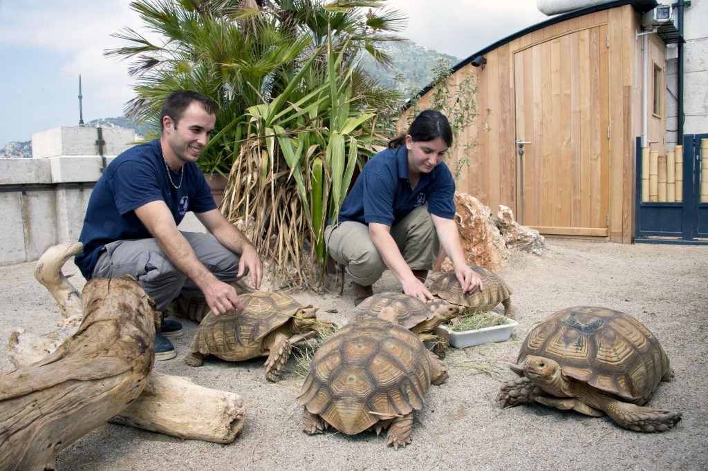 37 L île aux tortues M Dagnino