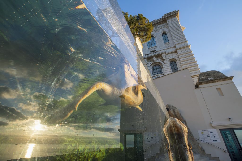 Le centre de soin sera un espace de médiation environnementale
Les tortues, baromètres de l’état de santé des océans subissent la plupart des pressions que l’homme exerce sur l’océan, des côtes à la haute mer : urbanisation, surpêche et prises accidentelles, collisions, pollutions ou encore accumulation de plastique.
Le destin des tortues est entre nos mains
Les tortues ont été capables de s’adapter à des évolutions importantes du climat et des milieux marin et côtier depuis 150 millions d’années. Aujourd’hui, nous imposons des changements bien plus rapides et leur sort dépendra de notre capacité à leur laisser une place sur les côtes et à gérer nos activités pour préserver l’océan.
Le centre de soins
S’appuie sur l’expérience du Musée océanographique pour secourir, soigner et relâcher les tortues marines, il permettra de développer notre capacité d’intervention, en appui avec les services locaux (affaires maritimes, capitainerie, pompiers…) Et s’inscrit dans un réseau méditerranéen de soin des tortues, en partenariat avec le Réseau Tortues de la Méditerranée Française, le Centre d’études et de sauvegarde des tortues marines de Méditerranée.
Réalisé dans le prolongement du Musée, en bordure des Jardins St Martin, ce centre sera central pour venir au secours de tortues blessées à Monaco et dans la région.
Si le chantier se déroule comme prévu, ce centre pourra ouvrir dès 2018. Il sera composé d'une clinique de soins et d'un bassin de convalescence. Ce dernier, situé en plein air, sera intégré dans la visite du Musée. Tout en permettant aux tortues soignées de se remettre en toute tranquilité et sous étroite surveillance, les visiteurs pourront observer ces animaux et ainsi être sensibilisés à leur fragilité.
Véritable outil d'animation et de médiation, la clinique et le grand bac à tortues seront utilisés pour inciter les visiteurs du Musée à agir concrètement, dans leur q