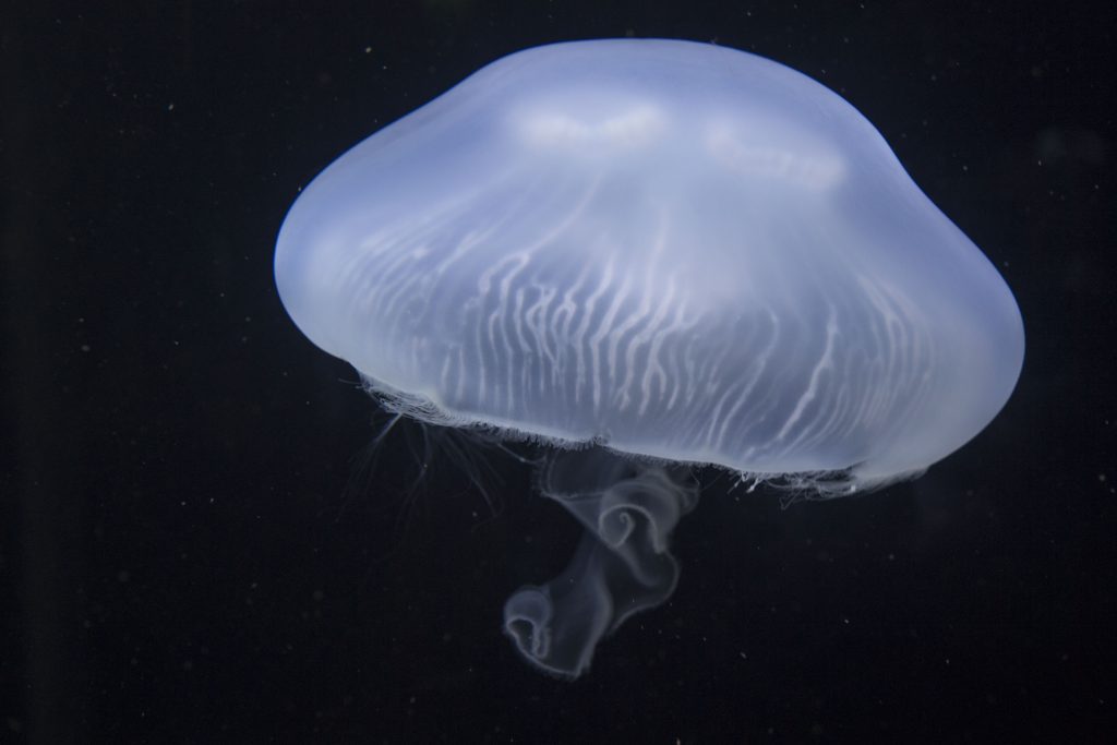 48_Méduse-Aurelia-aurita_M_Dagnino