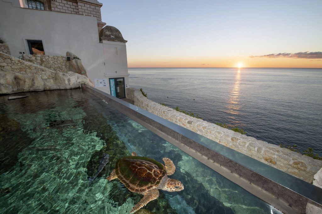 Le centre de soin sera un espace de médiation environnementale
Les tortues, baromètres de l’état de santé des océans subissent la plupart des pressions que l’homme exerce sur l’océan, des côtes à la haute mer : urbanisation, surpêche et prises accidentelles, collisions, pollutions ou encore accumulation de plastique.
Le destin des tortues est entre nos mains
Les tortues ont été capables de s’adapter à des évolutions importantes du climat et des milieux marin et côtier depuis 150 millions d’années. Aujourd’hui, nous imposons des changements bien plus rapides et leur sort dépendra de notre capacité à leur laisser une place sur les côtes et à gérer nos activités pour préserver l’océan.
Le centre de soins
S’appuie sur l’expérience du Musée océanographique pour secourir, soigner et relâcher les tortues marines, il permettra de développer notre capacité d’intervention, en appui avec les services locaux (affaires maritimes, capitainerie, pompiers…) Et s’inscrit dans un réseau méditerranéen de soin des tortues, en partenariat avec le Réseau Tortues de la Méditerranée Française, le Centre d’études et de sauvegarde des tortues marines de Méditerranée.
Réalisé dans le prolongement du Musée, en bordure des Jardins St Martin, ce centre sera central pour venir au secours de tortues blessées à Monaco et dans la région.
Si le chantier se déroule comme prévu, ce centre pourra ouvrir dès 2018. Il sera composé d'une clinique de soins et d'un bassin de convalescence. Ce dernier, situé en plein air, sera intégré dans la visite du Musée. Tout en permettant aux tortues soignées de se remettre en toute tranquilité et sous étroite surveillance, les visiteurs pourront observer ces animaux et ainsi être sensibilisés à leur fragilité.
Véritable outil d'animation et de médiation, la clinique et le grand bac à tortues seront utilisés pour inciter les visiteurs du Musée à agir concrètement, dans leur q