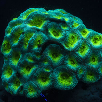 Corail_fluo_musee_oceanographique_de_monaco_credit_photo_frederic_pacorel