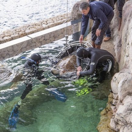 Le centre de soin sera un espace de médiation environnementale
Les tortues, baromètres de l’état de santé des océans subissent la plupart des pressions que l’homme exerce sur l’océan, des côtes à la haute mer : urbanisation, surpêche et prises accidentelles, collisions, pollutions ou encore accumulation de plastique.
Le destin des tortues est entre nos mains
Les tortues ont été capables de s’adapter à des évolutions importantes du climat et des milieux marin et côtier depuis 150 millions d’années. Aujourd’hui, nous imposons des changements bien plus rapides et leur sort dépendra de notre capacité à leur laisser une place sur les côtes et à gérer nos activités pour préserver l’océan.
Le centre de soins
S’appuie sur l’expérience du Musée océanographique pour secourir, soigner et relâcher les tortues marines, il permettra de développer notre capacité d’intervention, en appui avec les services locaux (affaires maritimes, capitainerie, pompiers…) Et s’inscrit dans un réseau méditerranéen de soin des tortues, en partenariat avec le Réseau Tortues de la Méditerranée Française, le Centre d’études et de sauvegarde des tortues marines de Méditerranée.

Réalisé dans le prolongement du Musée, en bordure des Jardins St Martin, ce centre sera central pour venir au secours de tortues blessées à Monaco et dans la région.
Si le chantier se déroule comme prévu, ce centre pourra ouvrir dès 2018. Il sera composé d'une clinique de soins et d'un bassin de convalescence. Ce dernier, situé en plein air, sera intégré dans la visite du Musée. Tout en permettant aux tortues soignées de se remettre en toute tranquilité et sous étroite surveillance, les visiteurs pourront observer ces animaux et ainsi être sensibilisés à leur fragilité. 
Véritable outil d'animation et de médiation, la clinique et le grand bac à tortues seront utilisés pour inciter les visiteurs du Musée à agir concrètement, dans leur q