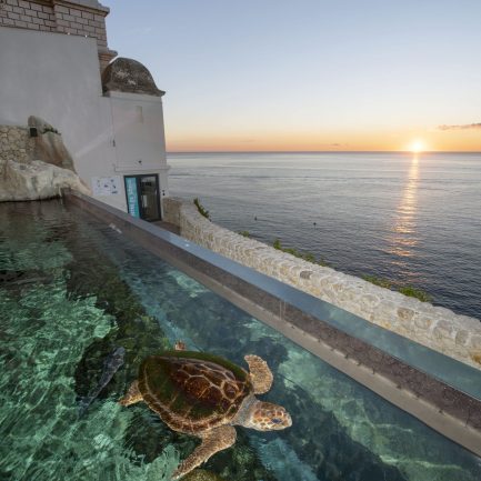 Le centre de soin sera un espace de médiation environnementale
Les tortues, baromètres de l’état de santé des océans subissent la plupart des pressions que l’homme exerce sur l’océan, des côtes à la haute mer : urbanisation, surpêche et prises accidentelles, collisions, pollutions ou encore accumulation de plastique.
Le destin des tortues est entre nos mains
Les tortues ont été capables de s’adapter à des évolutions importantes du climat et des milieux marin et côtier depuis 150 millions d’années. Aujourd’hui, nous imposons des changements bien plus rapides et leur sort dépendra de notre capacité à leur laisser une place sur les côtes et à gérer nos activités pour préserver l’océan.
Le centre de soins
S’appuie sur l’expérience du Musée océanographique pour secourir, soigner et relâcher les tortues marines, il permettra de développer notre capacité d’intervention, en appui avec les services locaux (affaires maritimes, capitainerie, pompiers…) Et s’inscrit dans un réseau méditerranéen de soin des tortues, en partenariat avec le Réseau Tortues de la Méditerranée Française, le Centre d’études et de sauvegarde des tortues marines de Méditerranée.

Réalisé dans le prolongement du Musée, en bordure des Jardins St Martin, ce centre sera central pour venir au secours de tortues blessées à Monaco et dans la région.
Si le chantier se déroule comme prévu, ce centre pourra ouvrir dès 2018. Il sera composé d'une clinique de soins et d'un bassin de convalescence. Ce dernier, situé en plein air, sera intégré dans la visite du Musée. Tout en permettant aux tortues soignées de se remettre en toute tranquilité et sous étroite surveillance, les visiteurs pourront observer ces animaux et ainsi être sensibilisés à leur fragilité. 
Véritable outil d'animation et de médiation, la clinique et le grand bac à tortues seront utilisés pour inciter les visiteurs du Musée à agir concrètement, dans leur q