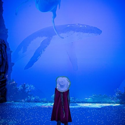 Exposition Immersion - Nagez avec les raies - Musée océanographique