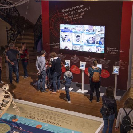 De leur cycle de vie aux menaces qui pèsent sur leur existence, de la magie de la ponte aux actions menées pour leur préservation, la grande aventure des tortues marines se raconte au Musée océanographique, dans un tout nouvel espace de 550 m². 

Ce nouvel espace renforce le dialogue avec tous nos publics (visiteurs, chercheurs, décideurs, scolaires) et ouvre un terrain de découverte, de partage et d’engagement en faveur des tortues marines.

Un centre de soins
Le Centre Monégasque de Soins des Espèces A rescue center Marines (CMSEM) est le coeur de notre nouveau dispositif d’action et de sensibilisation. 
Y sont soignés grandes nacres, hippocampes… mais aussi tortues marines.
Leurs blessures les plus fréquentes : prise accidentelle dans des filets, carapace fendue, ingestion de plastique ou d’hameçon. Habilités à manipuler ces espèces protégées, nos soigneurs interviennent en collaboration avec des vétérinaires spécialisés et les réseaux français et ,européens des centres de soins. L’occasion de contribuer aux programmes d’études relatifs à la biologie de ces espèces, à leur comportement et à leur environnement.

La provenance des « patients »
Le CMSEM soigne des tortues recueillies directement en mer, sur le littoral monégasque ou à proximité. Elles peuvent aussi nous être confiées par d’autres centres de soins saturés au moment de la prise en charge. L'Institut océanographique collabore notamment avec le Réseau des Tortues Marines de Méditerranée Française (RTMMF, géré par la Société Herpétologique de France) et le Centre d’Etudes et de Sauvegarde des Tortues de Méditerranée (CESTMed). Tous les usagers de la mer (pouvoirs publics, plaisanciers, plongeurs, pêcheurs…) sont invités à nous alerter en cas de rencontre avec un animal marin en détresse.

Le retour en mer
Avant de retrouver le large, les tortues passent par un bassin de réhabilitation de 160 m3, situé en plein air, pour s’assurer