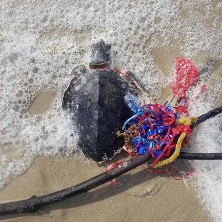 https://www.thedodo.com/in-the-wild/balloons-hurt-animals-risks
